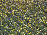 Frühjahrsblüher Viola Cornuta