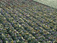 Frühjahrsblüher Viola Cornuta