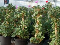 Sommerblumen Pelargonien Hochstämmchen