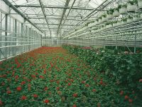 Sommerblumen Pelargonium Sonale